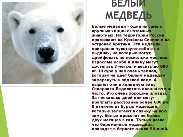 Белые медведи – одни из самых крупных хищных наземных животных. На территории России проживают на Крайнем Севере и на островах Арктики. Эти медведи прекрасно чувствуют себя и на льдинах, на которых могут дрейфовать по несколько месяцев. Взрослые особи в длину могут достигать 3 метра, и весить до 900 кг. Шкура у них очень теплая, которая не дает белым медведям замерзнуть в ледяной воде. А ныряют они в холодную воду Северного Ледовитого океана очень часто. Это очень хорошие пловцы. За несколько дней они могут проплыть расстояние более 600 км. В отличие от бурых медведей, которые залегают в спячку на всю зиму, белые дремлют не более двух месяцев в год. Только разве что беременные медведицы проводят в берлоге около 90 дней. 