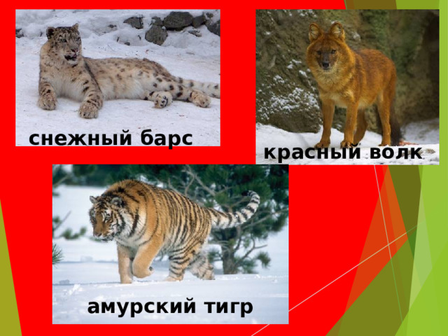 снежный барс красный волк   амурский тигр 