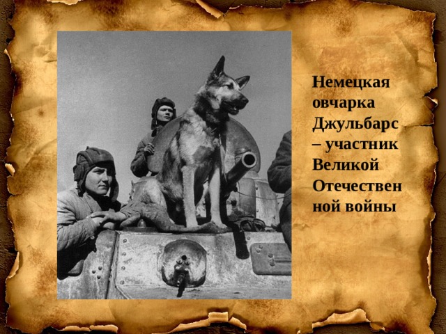 Немецкая овчарка Джульбарс – участник Великой Отечественной войны 