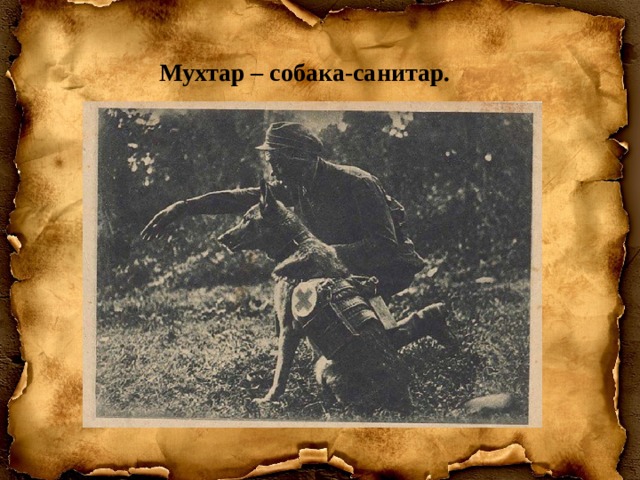 Мухтар – собака-санитар. 