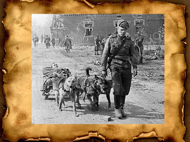 Собаки герои войны фото