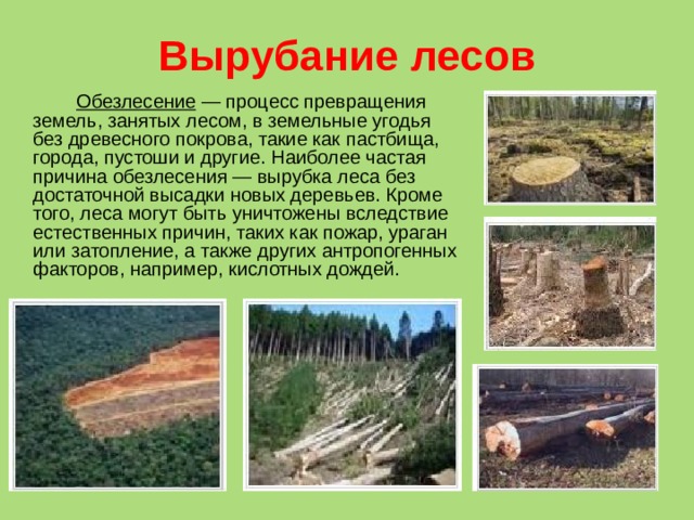 Вырубка лесов проект