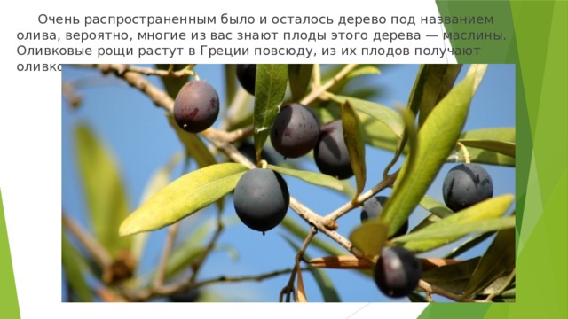  Очень распространенным было и осталось дерево под названием олива, вероятно, многие из вас знают плоды этого дерева — маслины. Оливковые рощи растут в Греции повсюду, из их плодов получают оливковое масло. 