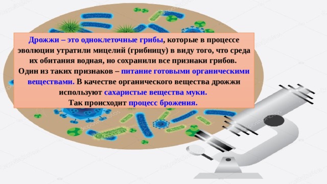 Дрожжи – это одноклеточные грибы , которые в процессе эволюции утратили мицелий (грибницу) в виду того, что среда их обитания водная, но сохранили все признаки грибов. Один из таких признаков – питание готовыми органическими веществами. В качестве органического вещества дрожжи используют сахаристые вещества муки. Так происходит процесс брожения. 