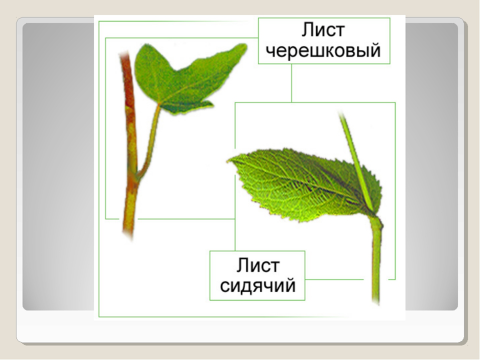 Черешковый лист рисунок. Прикрепление листа к стеблю черешковый. Строение листа сидячий и черешковый. Черешковый Тип листа. Внешнее строение листа черешковые сидячие.