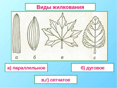 Жилкование малины Фитостудия-63.ру