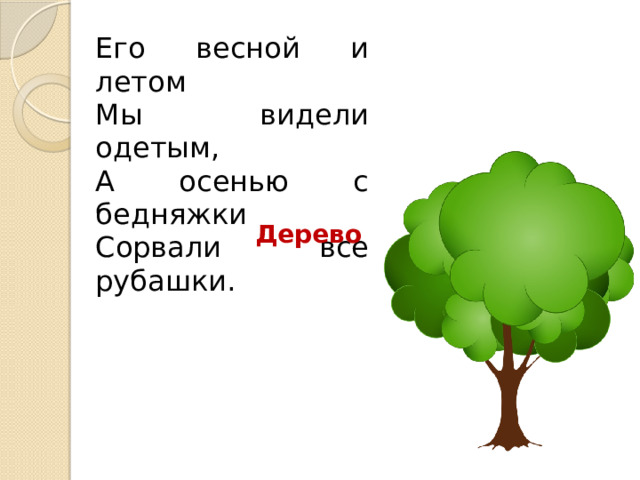 Его весной и летом  Мы видели одетым,  А осенью с бедняжки  Сорвали все рубашки. Дерево 