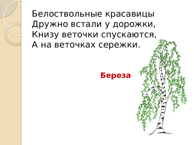 Белоствольные красавицы  Дружно встали у дорожки,  Книзу веточки спускаются,  А на веточках сережки. Береза 