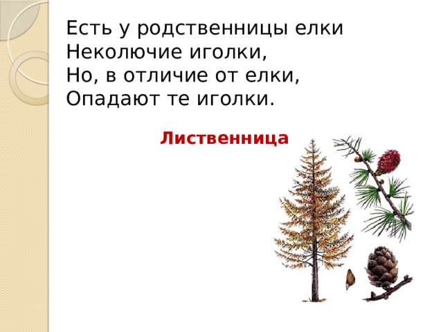 Есть у родственницы елки  Неколючие иголки,  Но, в отличие от елки,  Опадают те иголки. Лиственница 