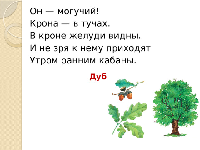 Он — могучий! Крона — в тучах. В кроне желуди видны. И не зря к нему приходят Утром ранним кабаны. Дуб 