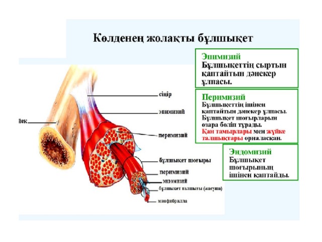 Бұлшық ет презентация