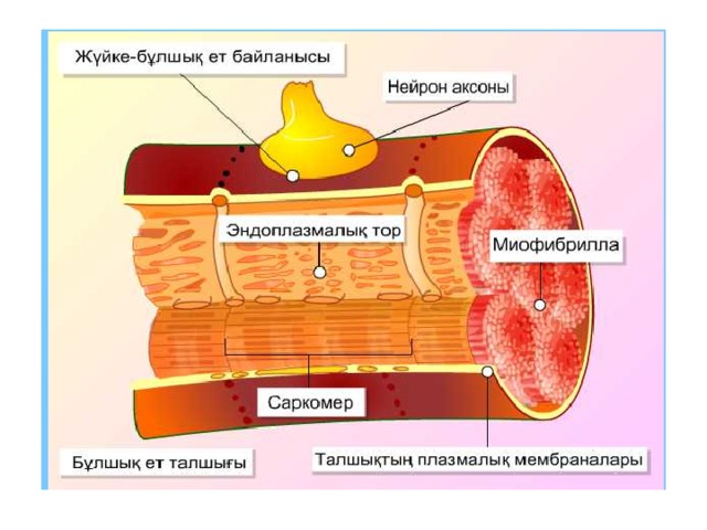 Көп ядролы процессор деген не