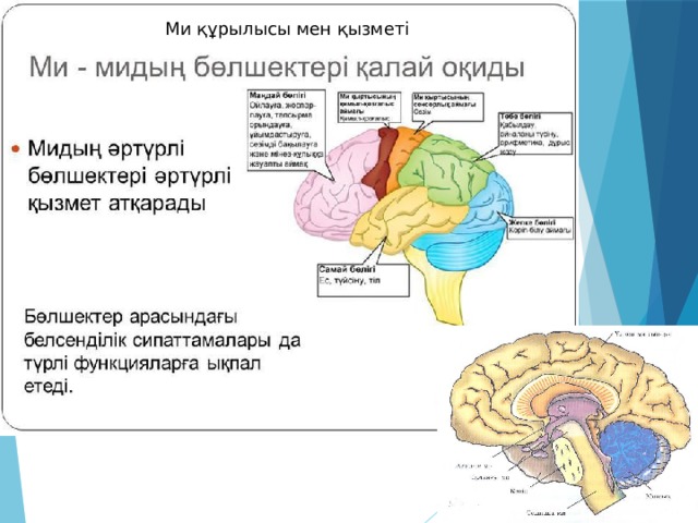 Мидың құрылысы презентация