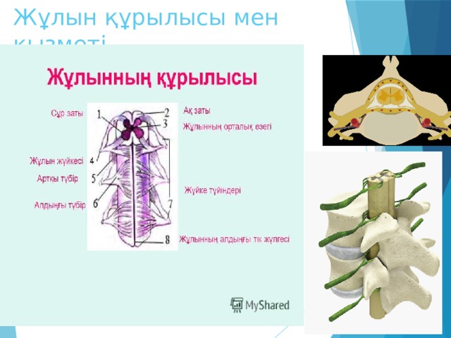 Орталық жүйке жүйесінің құрылысы мен қызметі презентация