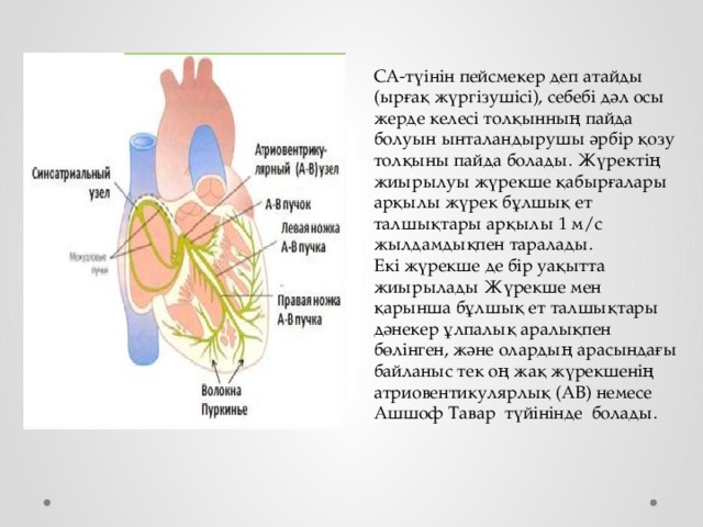 СА-түінін пейсмекер деп атайды (ырғақ жүргізушісі), себебі дәл осы жерде келесі толқынның пайда болуын ынталандырушы әрбір қозу толқыны пайда болады. Жүректің жиырылуы жүрекше қабырғалары арқылы жүрек бұлшық ет талшықтары арқылы 1 м/с жылдамдықпен таралады. Екі жүрекше де бір уақытта жиырылады Жүрекше мен қарынша бұлшық ет талшықтары дәнекер ұлпалық аралықпен бөлінген, және олардың арасындағы байланыс тек оң жақ жүрекшенің атриовентикулярлық (АВ) немесе Ашшоф Тавар түйінінде болады. 