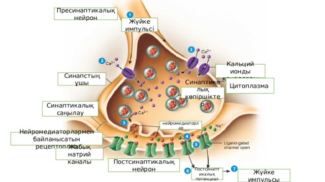 Пресинаптикалық нейрон Жүйке импульсі Кальций ионды каналдары Синапстың ұшы Цитоплазма Синаптикалық көпіршіктер Синаптикалық саңылау нейромедиаторлар Нейромедиаторлармен байланысатын рецепторлар Жабық натрий каналы Постсинаптикалық нейрон Постсинаптикалық потенциал Жүйке импульсы 