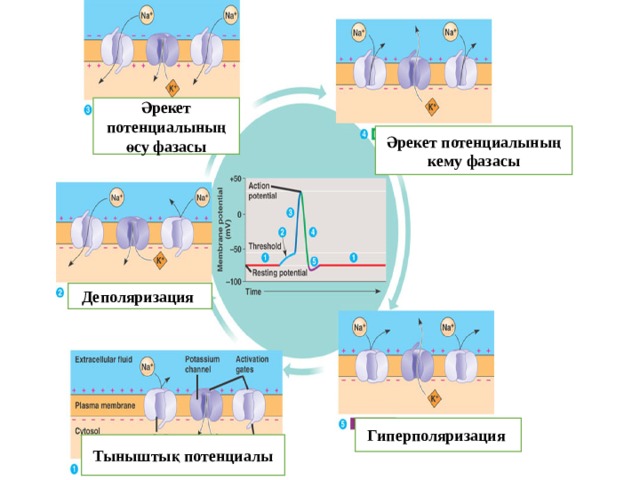 Моторные вызванные потенциалы