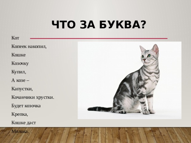 Имена кошек на букву м. Клички котов на букву м. Имена для котов с буквой с. Клички для кошек на букву м. Имя для кота на букву с.