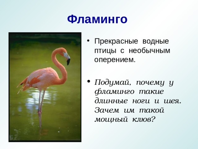 Фламинго Прекрасные водные птицы с необычным оперением.  Подумай, почему у фламинго такие длинные ноги и шея. Зачем им такой мощный клюв? 
