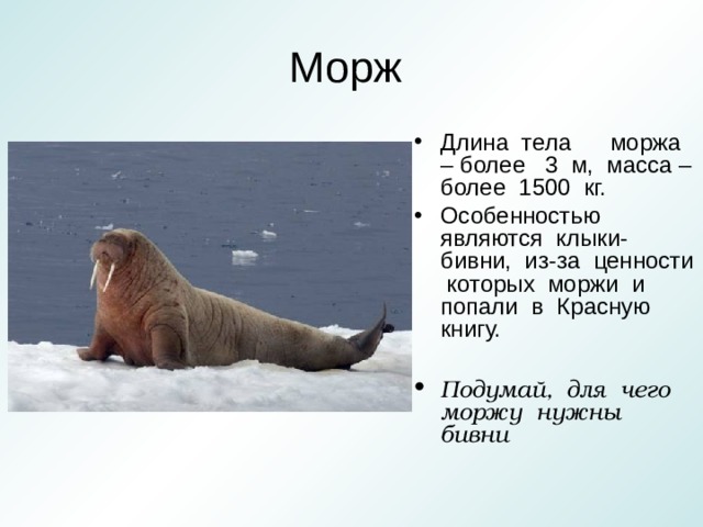 Длина тела моржа – более 3 м, масса – более 1500 кг. Особенностью являются клыки-бивни, из-за ценности которых моржи и попали в Красную книгу.  Подумай, для чего моржу нужны бивни 