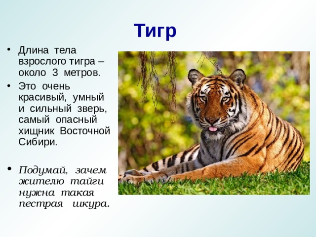 Тигр Длина тела взрослого тигра – около 3 метров. Это очень красивый, умный и сильный зверь, самый опасный хищник Восточной Сибири.  Подумай, зачем жителю тайги нужна такая пестрая шкура. 