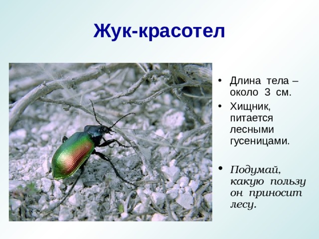 Жук-красотел Длина тела – около 3 см. Хищник, питается лесными гусеницами.  Подумай, какую пользу он приносит лесу. 