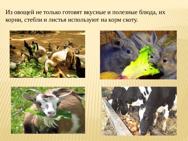 Из овощей не только готовят вкусные и полезные блюда, их корни, стебли и листья используют на корм скоту. 