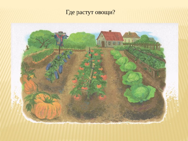  Где растут овощи? 
