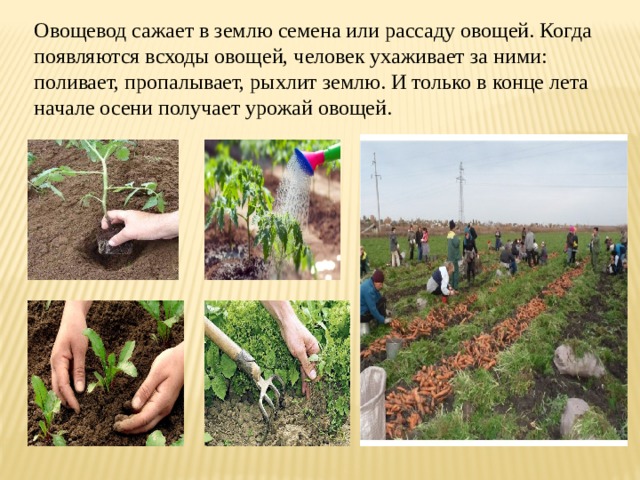 Овощевод сажает в землю семена или рассаду овощей. Когда появляются всходы овощей, человек ухаживает за ними: поливает, пропалывает, рыхлит землю. И только в конце лета начале осени получает урожай овощей. 