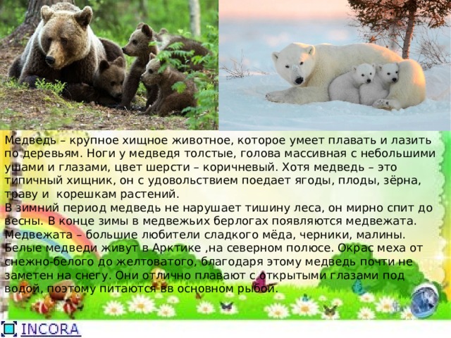 Медведь – крупное хищное животное, которое умеет плавать и лазить по деревьям. Ноги у медведя толстые, голова массивная с небольшими ушами и глазами, цвет шерсти – коричневый. Хотя медведь – это типичный хищник, он с удовольствием поедает ягоды, плоды, зёрна, траву и корешкам растений. В зимний период медведь не нарушает тишину леса, он мирно спит до весны. В конце зимы в медвежьих берлогах появляются медвежата. Медвежата – большие любители сладкого мёда, черники, малины. Белые медведи живут в Арктике ,на северном полюсе. Окрас меха от снежно-белого до желтоватого, благодаря этому медведь почти не заметен на снегу. Они отлично плавают с открытыми глазами под водой, поэтому питаются вв основном рыбой. 