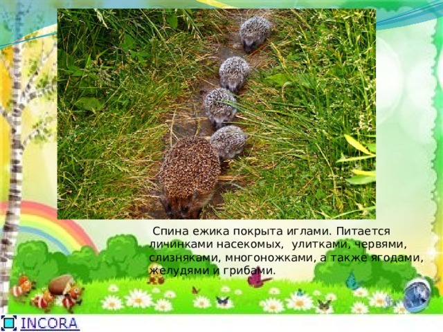   Спина ежика покрыта иглами. Питается личинками насекомых, улитками, червями, слизняками, многоножками, а также ягодами, желудями и грибами.  