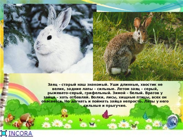 Собрались старые зайцы сбежались маленькие зайчата. Зимой белый летом серый. Заяц зимой и летом. Заяц хваста. Описание зайца.