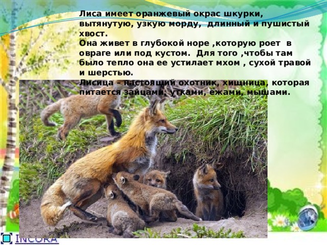 Лиса имеет оранжевый окрас шкурки, вытянутую, узкую морду, длинный и пушистый хвост. Она живет в глубокой норе ,которую роет в овраге или под кустом. Для того ,чтобы там было тепло она ее устилает мхом , сухой травой и шерстью. Лисица – настоящий охотник, хищница, которая питается зайцами, утками, ежами, мышами. 