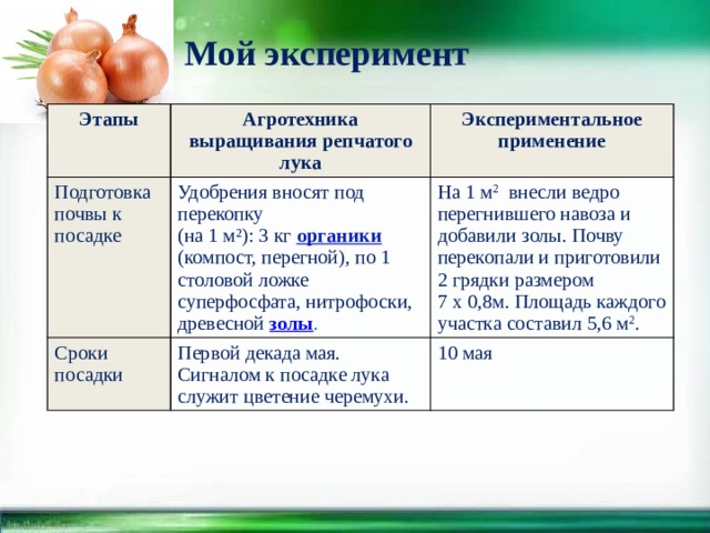 Мой эксперимент Этапы Агротехника выращивания репчатого лука Подготовка почвы к посадке Экспериментальное применение Удобрения вносят под перекопку Сроки посадки На 1 м 2 внесли ведро перегнившего навоза и добавили золы. Почву перекопали и приготовили Первой декада мая. (на 1 м²): 3 кг органики (компост, перегной), по 1 столовой ложке суперфосфата, нитрофоски, древесной   золы .  2 грядки размером Сигналом к посадке лука служит цветение черемухи. 10 мая 7 х 0,8м. Площадь каждого участка составил 5,6 м 2 .  