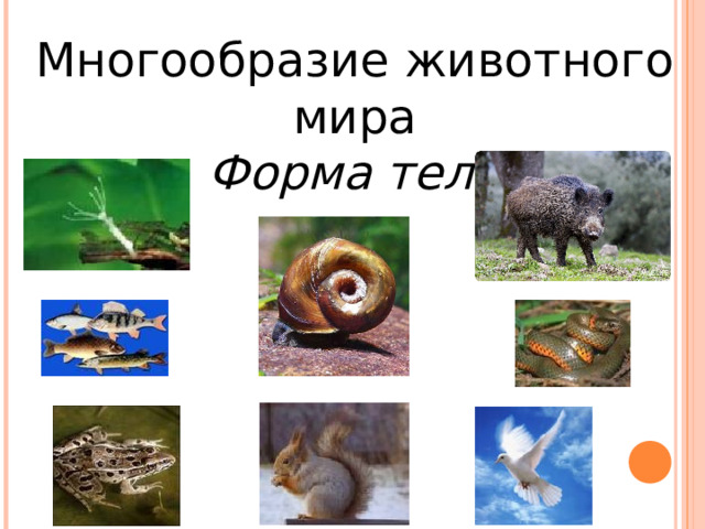 Многообразие животного мира  Форма тела 
