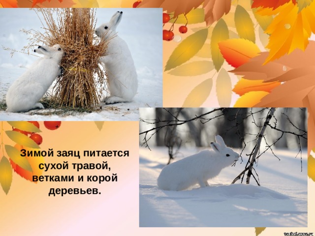 Зимой заяц питается сухой травой, ветками и корой деревьев. 