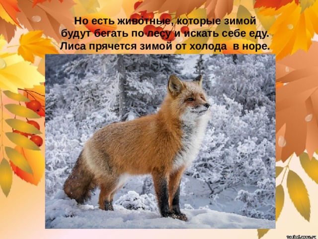 Но есть животные, которые зимой будут бегать по лесу и искать себе еду. Лиса прячется зимой от холода в норе. 