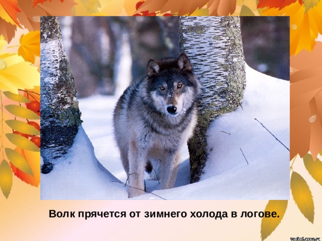 Волк прячется от зимнего холода в логове. 