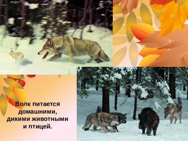 Волк питается домашними, дикими животными и птицей. 