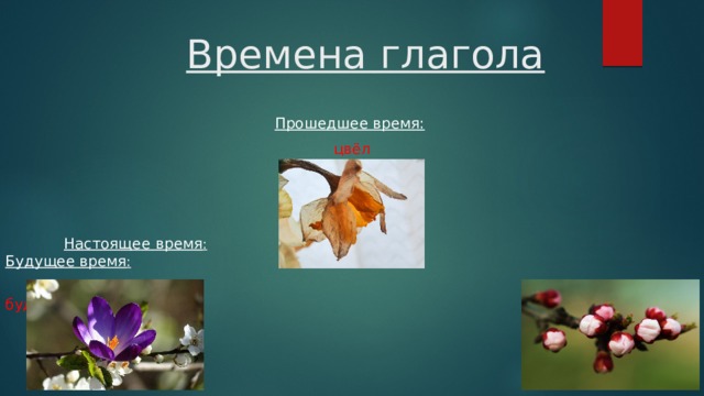  Времена глагола Прошедшее время:  цвёл  Настоящее время :  Будущее время :  цветёт  будет цвести 