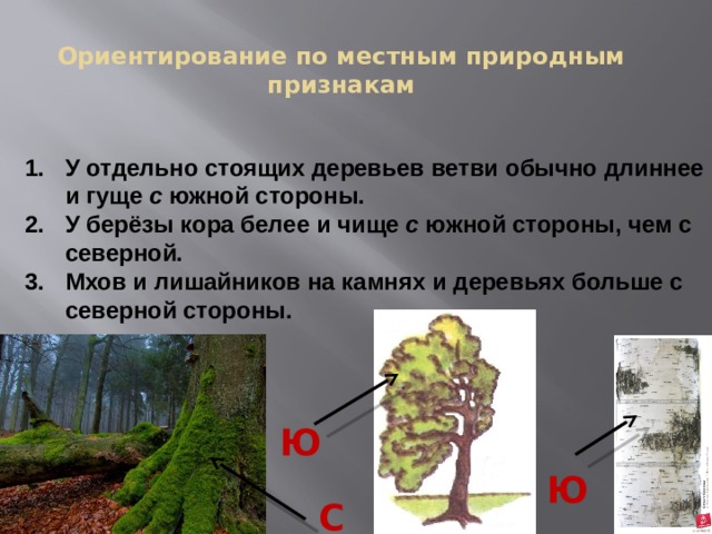 Ориентирование по  местным природным признакам У отдельно стоящих деревьев ветви обычно длиннее и гуще с южной стороны. У берёзы кора белее и чище с южной стороны, чем с северной. Мхов и лишайников на камнях и деревьях больше с северной стороны. Ю Ю С 