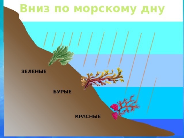 Какие водоросли не растут на большой глубине