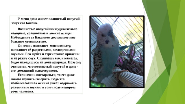  У меня дома живет волнистый попугай. Зовут его Баксик.  Волнистые попугайчики удивительно  изящные, грациозные и ловкие птицы.  Наблюдение за Баксиком доставляет мне большое удовольствие.   Он очень оживляет мою комнату, наполняет её радостными, мелодичными звуками. Его щебет и стрекотание приятны и не режут слух. Слушаешь его, и кажется, будто находишься на лоне природы. Поэтому считается, что волнистый попугай в доме - это домашний психотерапевт.   Если очень постараться, то его даже можно научить говорить. Ведь эта необыкновенная птичка умеет подражать различным звукам, в том числе копирует речь человека. 