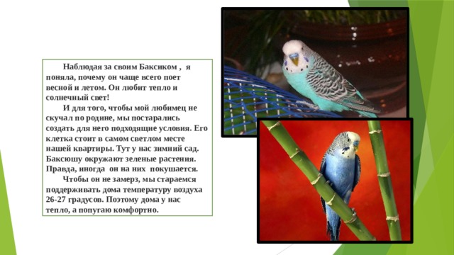  Наблюдая за своим Баксиком , я поняла,  почему он чаще всего поет весной и летом.  Он любит тепло и солнечный  свет!    И для того, чтобы мой любимец не скучал  по родине, мы постарались создать  для него подходящие условия. Его  клетка стоит в самом светлом месте  нашей квартиры. Тут у нас зимний сад.  Баксюшу окружают зеленые растения. Правда, иногда он на них покушается.   Чтобы он не замерз,  мы стараемся  поддерживать дома температуру воздуха 26-27 градусов. Поэтому дома у нас тепло, а попугаю комфортно. 