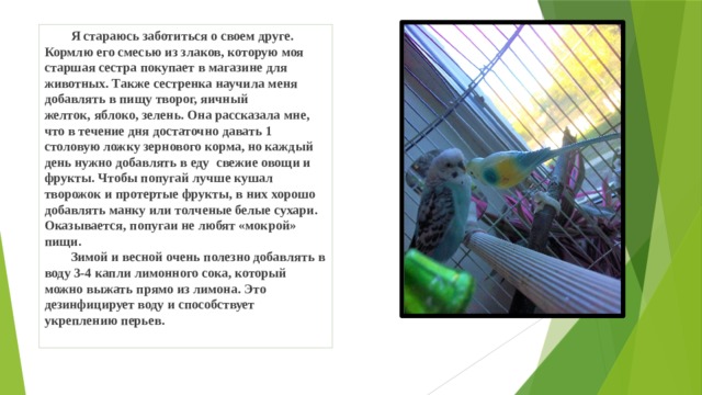  Я стараюсь заботиться о своем друге. Кормлю его смесью из злаков, которую моя старшая сестра покупает в магазине для животных. Также сестренка научила меня добавлять в пищу творог, яичный  желток, яблоко, зелень. Она рассказала мне, что в течение дня достаточно давать 1 столовую ложку зернового корма, но каждый день нужно добавлять в еду свежие овощи и фрукты. Чтобы попугай лучше кушал творожок и протертые фрукты, в них хорошо добавлять манку или толченые белые сухари. Оказывается, попугаи не любят «мокрой» пищи.   Зимой и весной очень полезно добавлять в  воду 3-4 капли лимонного сока, который  можно выжать прямо из лимона. Это дезинфицирует воду и способствует  укреплению перьев. 