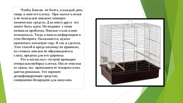  Чтобы Баксик не болел, я каждый день чищу и мою его клетку. При мытье клетки  я не использую никаких моющих химических средств. Для  моего друга это может быть ядом. Но недавно у меня возникла проблема. Поилки стали плохо отмываться. Тогда я нашла информацию в сети Интернет. Оказывается, нужно применять  питьевую соду. Я так и сделала. Этот способ и вреда питомцу не приносит, на стенках поилки не  образовывается слизь, вредная для его здоровья.  Раз в месяц мы с сестрой проводим генеральнуюуборку клетки. После очистки от грязи, мы  промываем ее отваром сухих цветов ромашки. Это  хорошее дезинфицирующее средство,  совершенно безвредное для попугаев. 