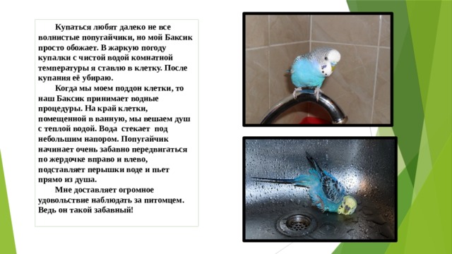  Купаться любят далеко не все волнистые попугайчики, но мой Баксик просто обожает. В жаркую погоду купалки с чистой водой комнатной температуры я ставлю в клетку. После купания её убираю.  Когда мы моем поддон клетки, то наш Баксик принимает водные процедуры. На край клетки, помещенной в ванную, мы вешаем душ с теплой водой. Вода стекает под небольшим напором. Попугайчик начинает очень забавно передвигаться по жердочке вправо и влево, подставляет перышки воде и пьет прямо из душа.  Мне доставляет огромное удовольствие наблюдать за питомцем. Ведь он такой забавный!   