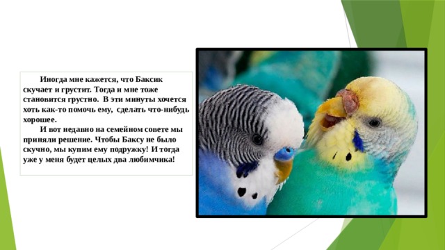 Иногда мне кажется, что Баксик скучает и грустит. Тогда и мне тоже становится грустно. В эти минуты хочется хоть как-то помочь ему, сделать что-нибудь хорошее.  И вот недавно на семейном совете мы приняли решение. Чтобы Баксу не было скучно, мы купим ему подружку! И тогда уже у меня будет целых два любимчика! 
