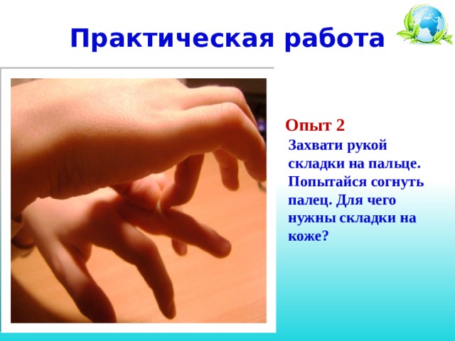 Практическая работа  Опыт 2  Захвати рукой складки на пальце. Попытайся согнуть палец. Для чего нужны складки на коже?