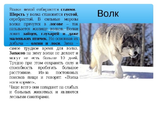 План описания дикого животного